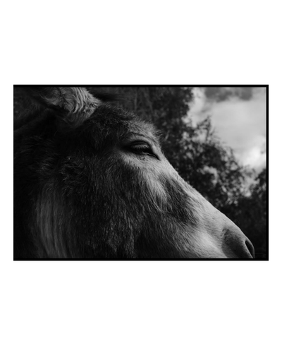 El Señor Donkey