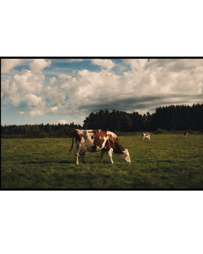 Your Mama the Cow