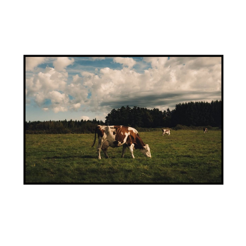 Your Mama the Cow
